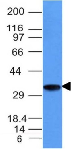 CD74 Antibody (CLIP/1133), Novus Biologicals 0.2mg; Unlabeled:Antibodies,